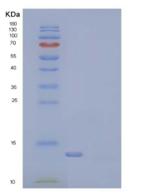 Recombinant Human / Mouse / Rat / Rhesus / Canine BMP-2 / BMP2A Protein