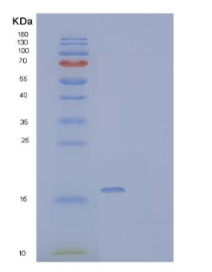 Recombinant Mouse IL-17A Protein