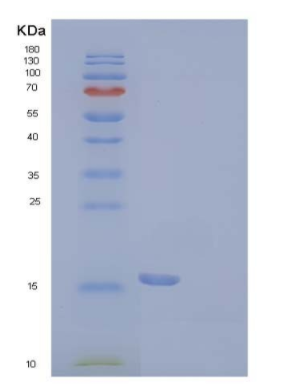 Recombinant Human PDCD1/PD-1/CD279 Protein(C93S Mutant, C-6His)