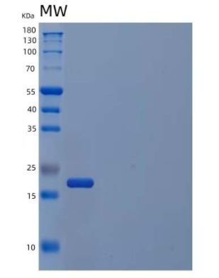 Recombinant Human Myc-Associated Factor X Protein