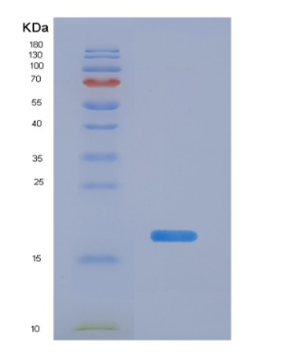 Eukaryotic Interleukin 4 (IL4)