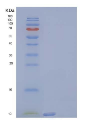 Recombinant Human Uteroglobin-Related Protein 1/UGRP1 Protein