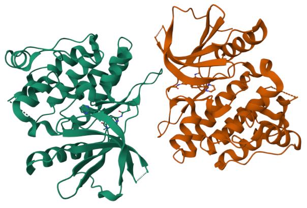 人TYK2(D1023N) 蛋白, Tag free