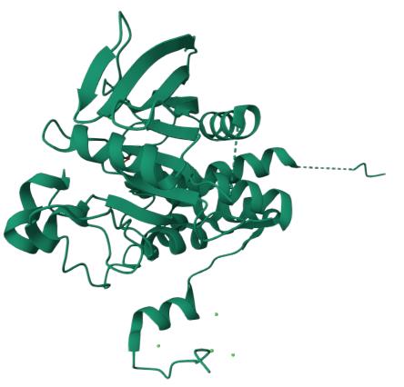 人 PTPRJ 蛋白, N-His Tag, 蛋白酪氨酸磷酸酶受体J