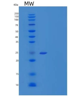 Recombinant Human Interleukin-22 receptor subunit alpha-2/Interleukin-22 Binding Protein