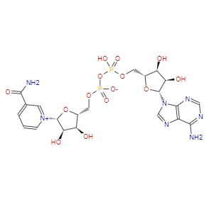 β-烟酰胺腺嘌呤二核苷酸/氧化型辅酶 I  53-84-9   NAD
