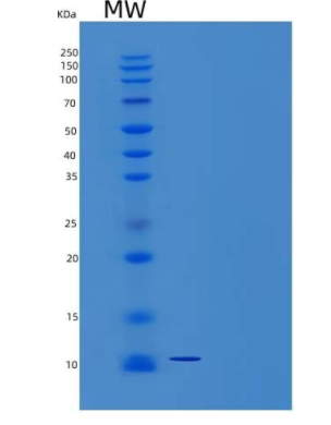 Recombinant Mouse C-C Motif Chemokine 9/CCL9//MIP-1-γProtein