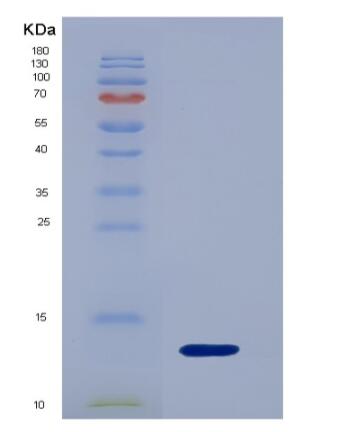 Recombinant Interleukin 17F (IL17F)