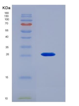 Recombinant Fibroblast Growth Factor 9 (FGF9)