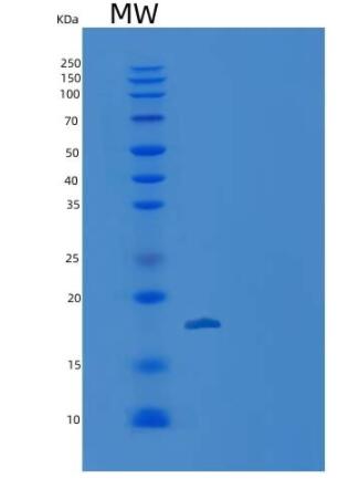 Recombinant Human ISG15 / G1P2 Protein (mature form)