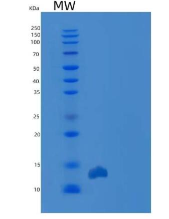 Recombinant Human TXNDC17 / TRP14 / TXNL5 Protein