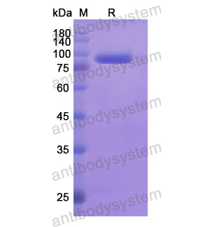 Recombinant Human CD283/TLR3, N-His