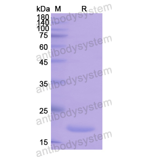 Recombinant Human PLA2G10, N-His