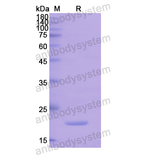 Recombinant Human MAFG, N-His