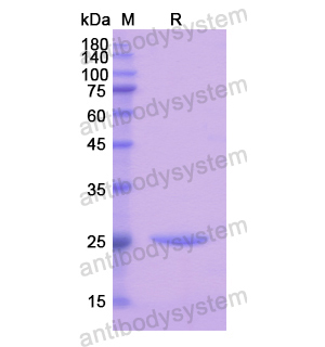 Recombinant Human PER1, N-His