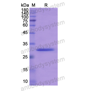 Recombinant Human AQP9, N-GST