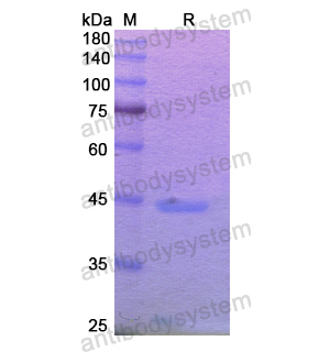 Recombinant Human MGAM/MGA, N-His