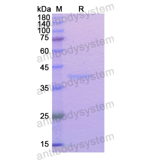 Recombinant Human TGOLN2, N-His