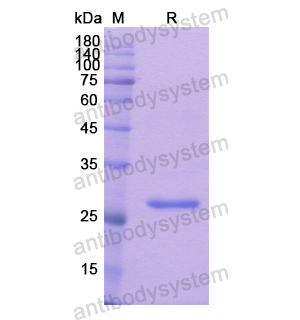 Recombinant Human SMAD6, N-His