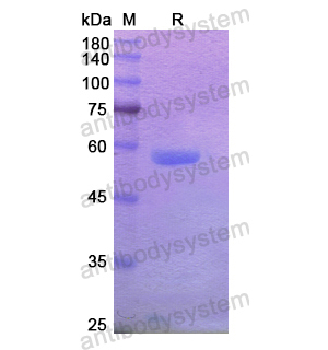 Recombinant Human EDIL3, N-His