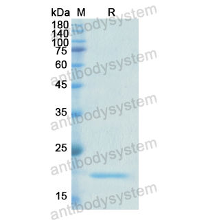 Recombinant Human PEX1, N-His