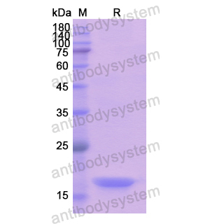 Recombinant Human GDF9, N-His