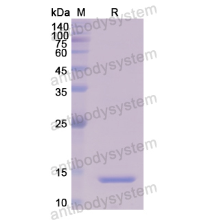 Recombinant Human PSPN, N-His