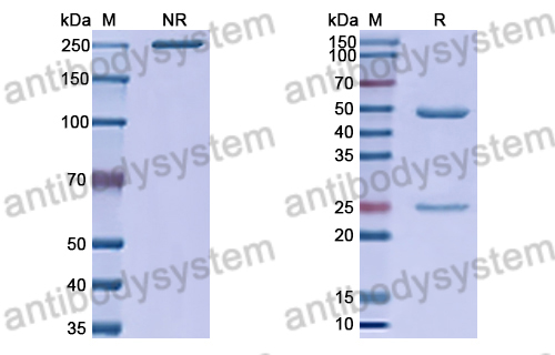 Anti-HRSV-A F/Fusion glycoprotein F0 Antibody (AM22) (RVV02811)