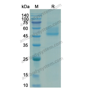 Recombinant HRSV G/Major surface glycoprotein G Protein, C-His (EVV08501)