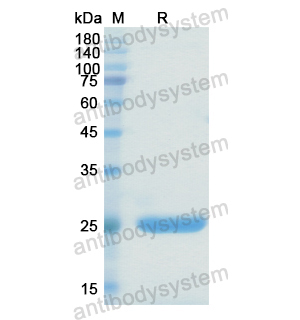 Recombinant Human HPGDS, N-His