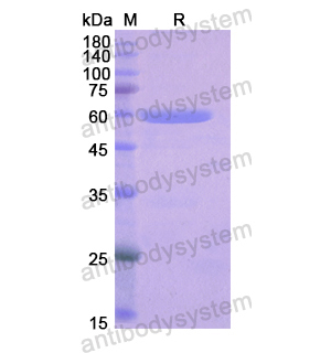 Recombinant Human LRP4, N-GST