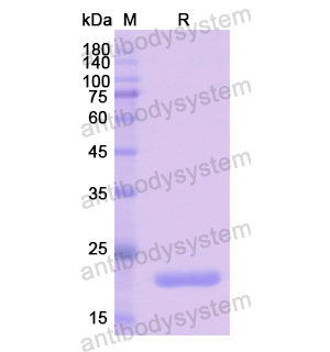 Recombinant Human PDCD6, N-His