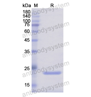 Recombinant Human NME6, N-His