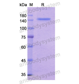 Recombinant Human LRP6, N-His