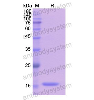 Recombinant Human CREG1, N-His