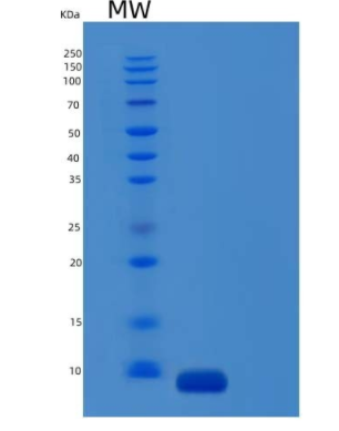 Recombinant Mouse Complement Component C5Protein