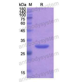 Recombinant Human CD256/TNFSF13, N-His