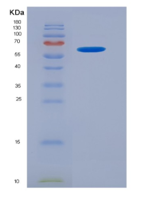 Eukaryotic Syndecan 1 (SDC1)