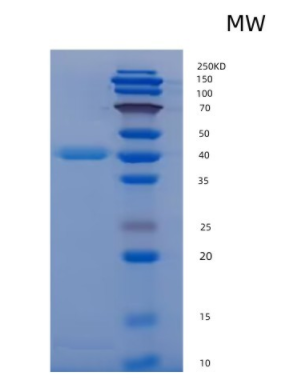 Recombinant Human/Mouse/Rat BMP-2 Protein