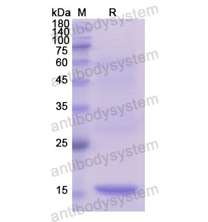 Recombinant Human C1QL1, N-His
