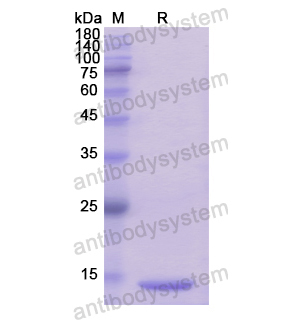 Recombinant Human GLRX3, N-His