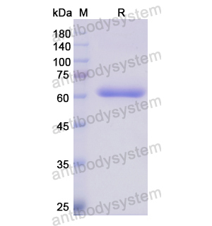 Recombinant Human ANXA9, N-GST