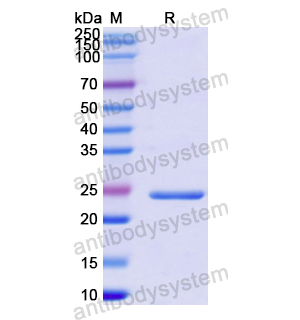 Recombinant Human FGF18, N-His