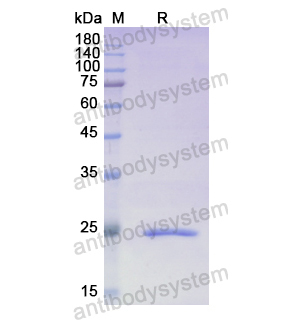 Recombinant Human TPPP, N-His