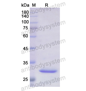 Recombinant Human ABCB11, N-His