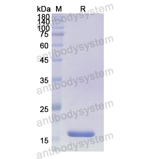 Recombinant Human CCN4, N-His