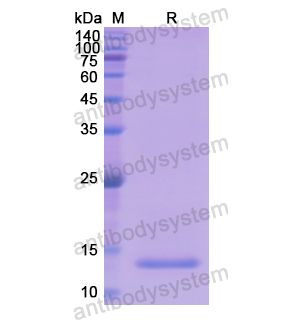 Recombinant Human GDF11/BMP11, N-His