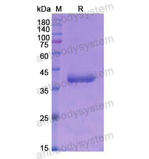 Recombinant Human BMP10, N-GST