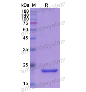 Recombinant Human APOM, N-His