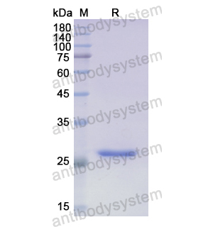 Recombinant Human ABCA1, N-His